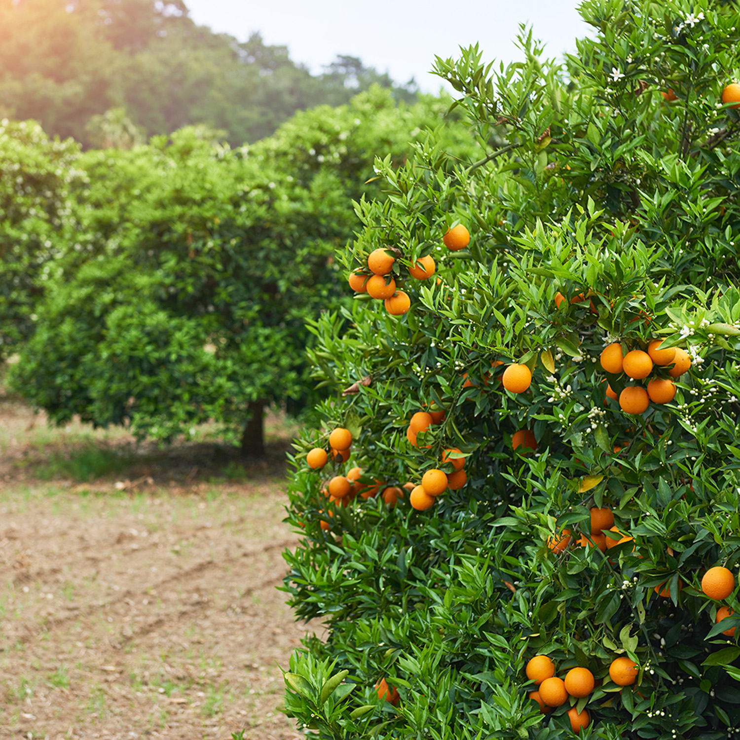 Naranjos cargados de fruta Naranjos cargados de fruta