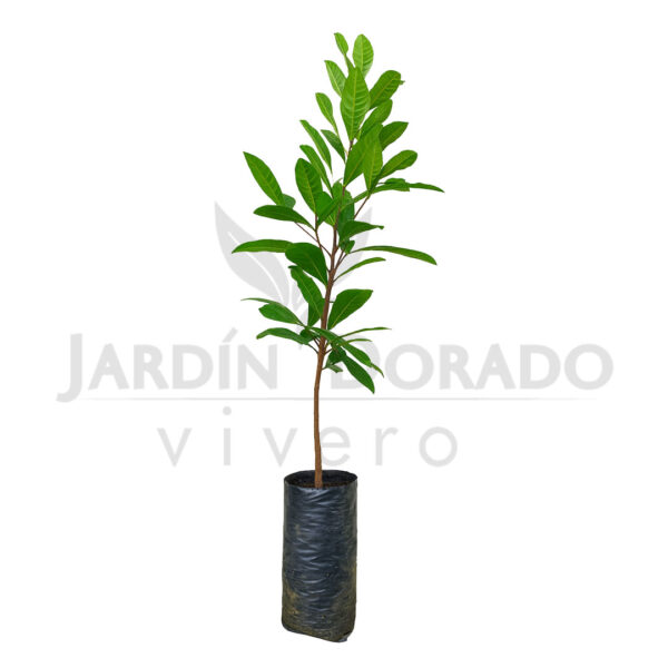 Árbol Milagroso – Synsepalum Dulcificum