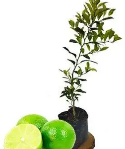 Limón Pajarito