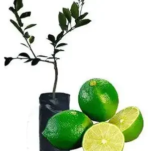 Limón Tahití