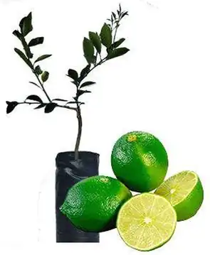 Limón Tahití
