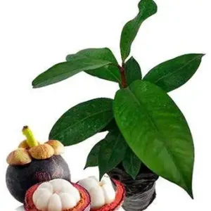Mangostino
