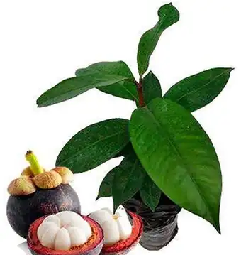 Mangostino