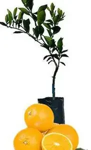Naranja Ombligona Roja