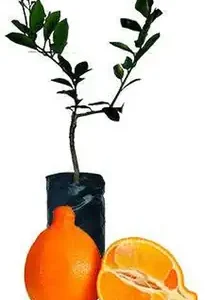 Naranja Tangelo