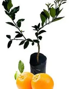 Naranja Valencia