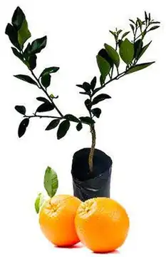 Naranja Valencia