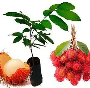 Rambután